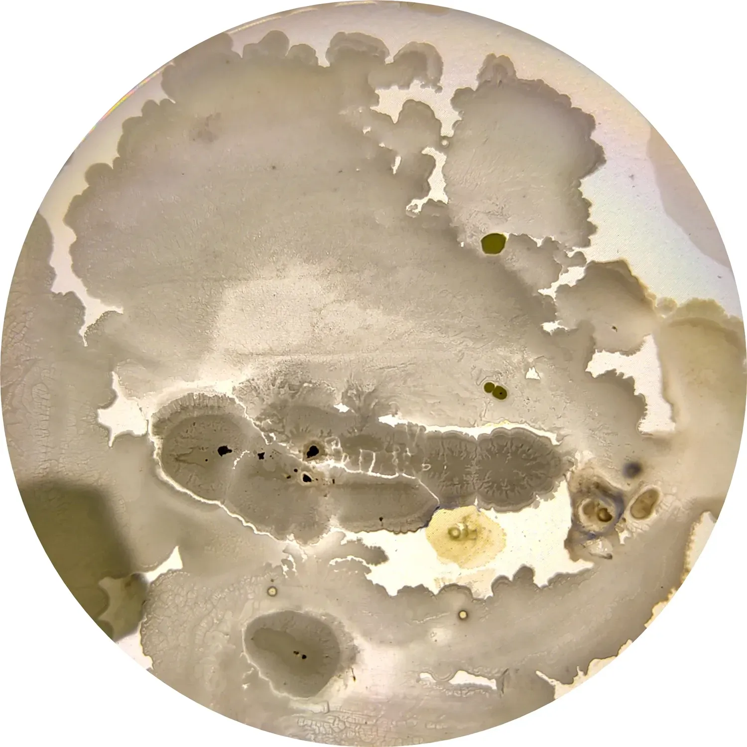 A Newly Discovered Organism Reveals Ancient Secrets (Image Credits: Wikimedia)