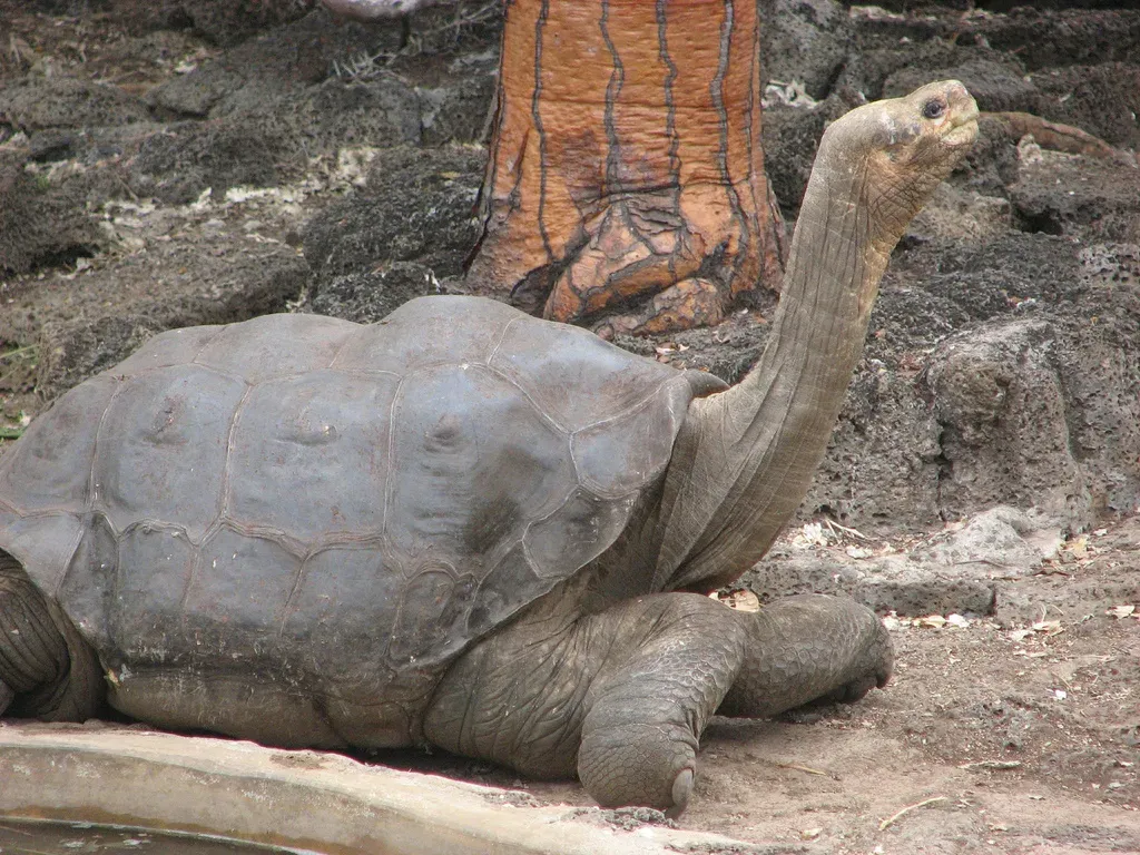 7. The Pinta Island Tortoise: Genetic Ghosts After Lonesome George (By Mike Weston, CC BY 2.0)
