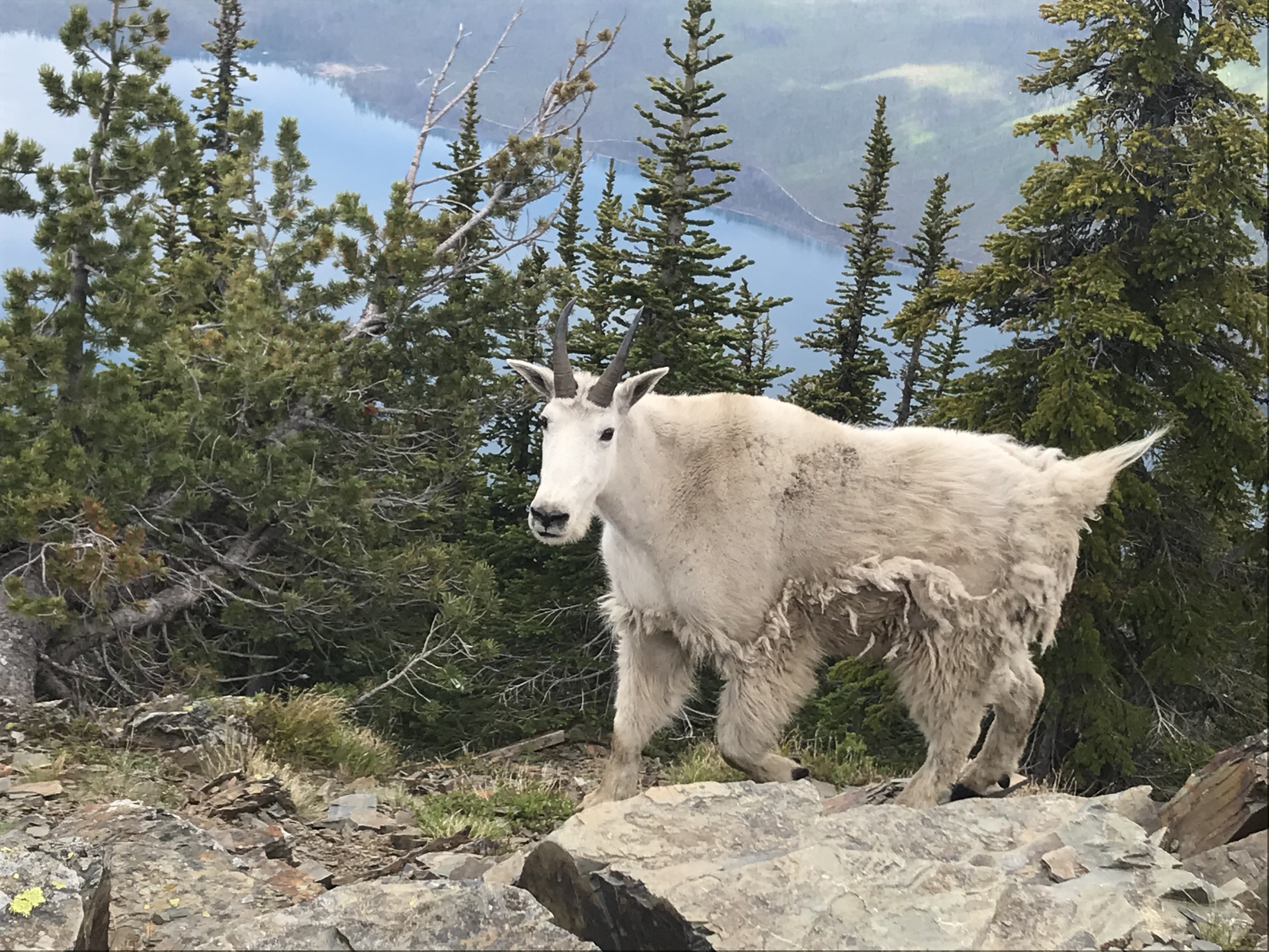 Capricorn: The Mountain Goat's Persistent Climb (Image Credits: Wikimedia)