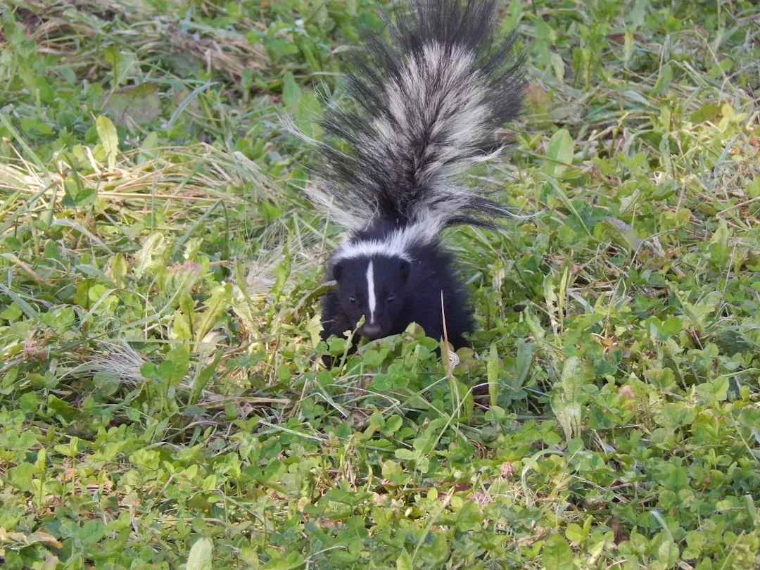 3. Skunks Give Plenty of Warnings Before They Spray (Image Credits: Unsplash)