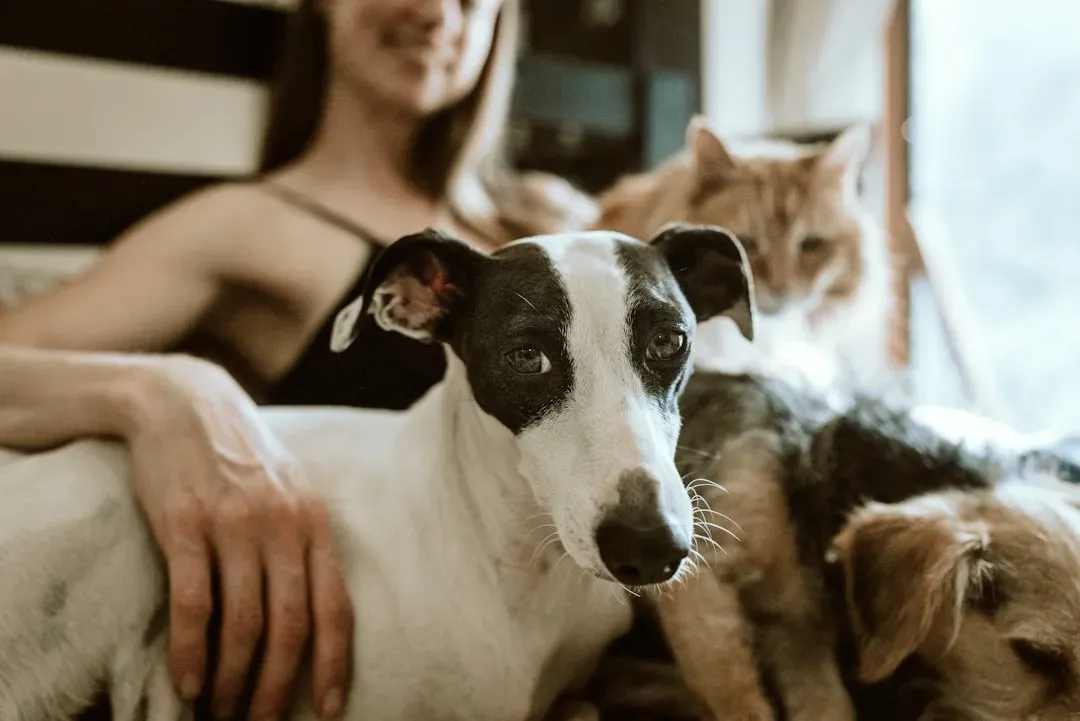 Conclusion: Your Comfort With Animals Is a Signal, Not a Shame (Image Credits: Unsplash)