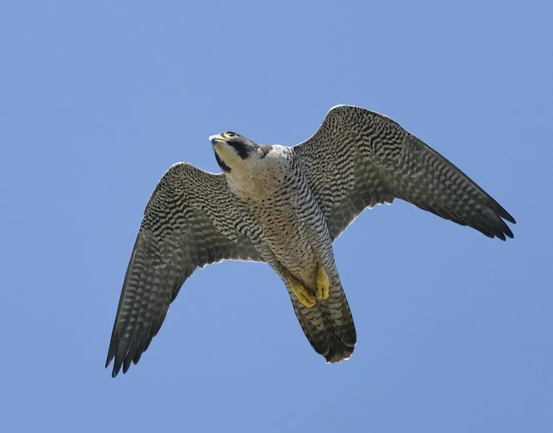 Aries – Peregrine Falcon: High-Speed Striker (Image Credits: Unsplash)