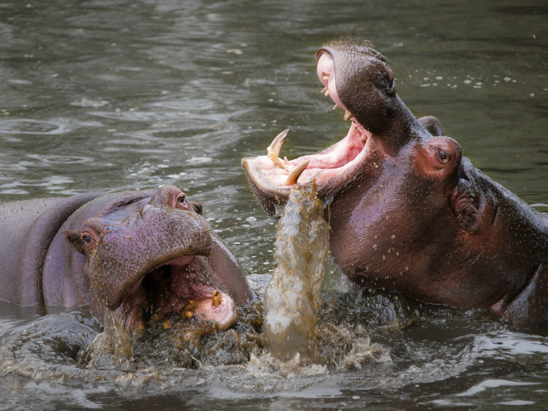 Hippopotamus (Image Credits: Unsplash)
