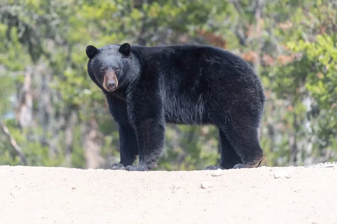 New Jersey: Small State, Big Bear Presence (Image Credits: Unsplash)