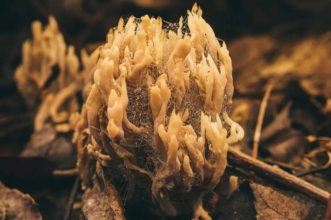 6. Fungi and Mycorrhizae: The Underground Internet of Plants (Image Credits: Unsplash)