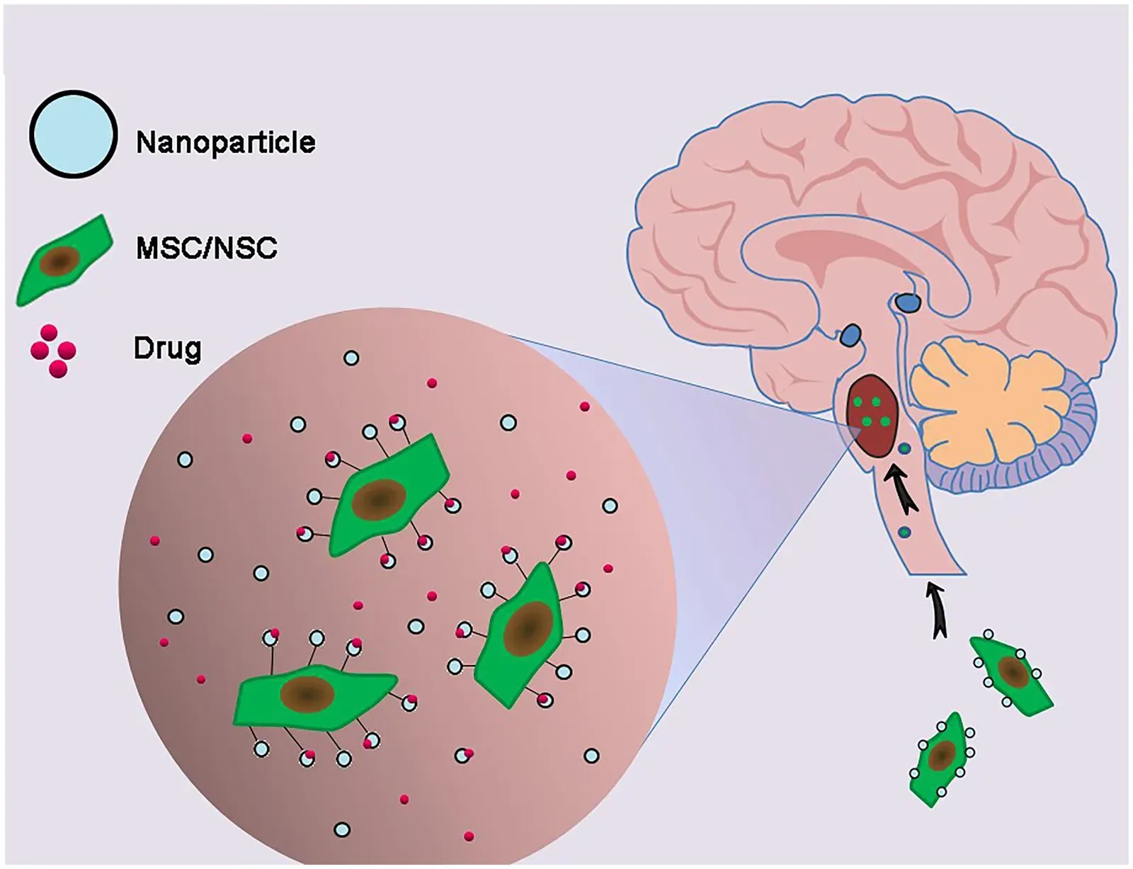 8. Nanoparticle Drug Delivery Enhances Treatment Precision (Image Credits: Wikimedia)