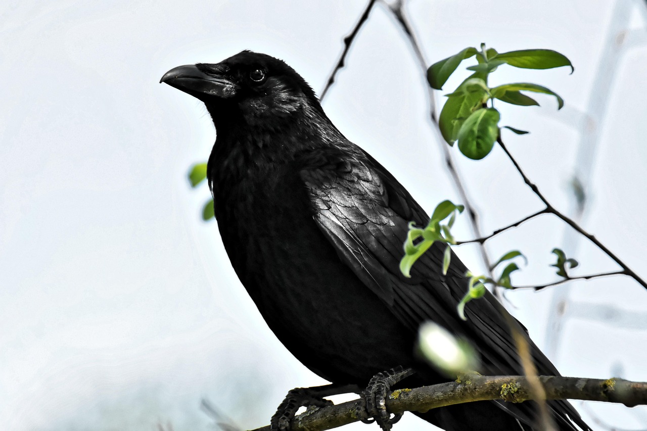 The Raven: Wise s (Image Credits: Pixabay)
