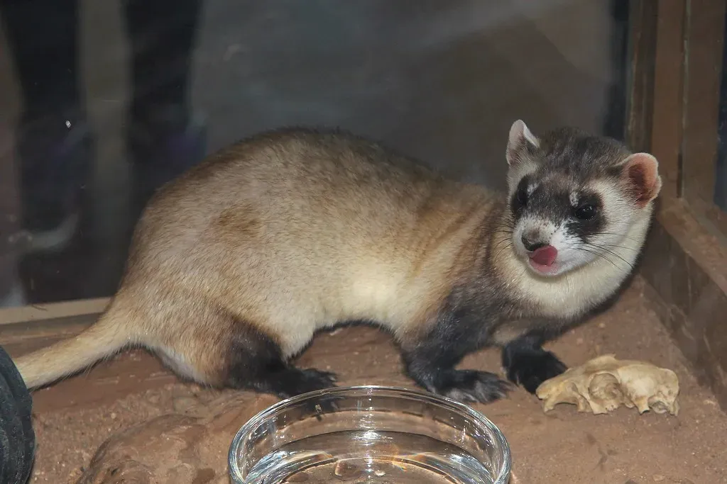 6. The Black-Footed Ferret: Back from the Dead, Almost (USFWS Mountain Prairie, Flickr, CC BY 2.0)