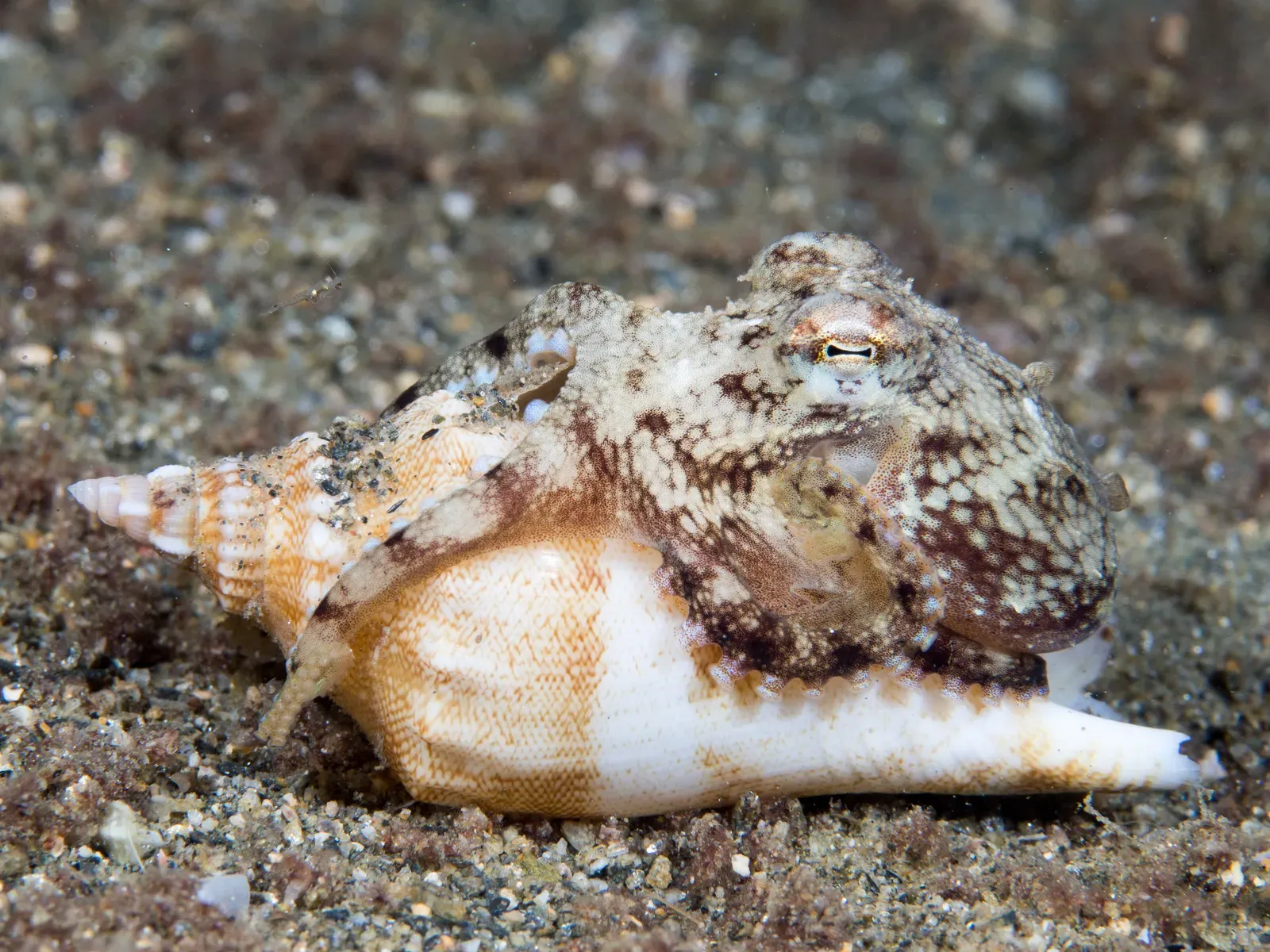 Are Octopuses Decorating For Aesthetic Reasons? (Coconut octopus (Amphioctopus marginatus), CC BY 2.0)
