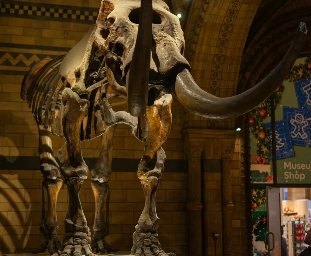 What Mammoths Still Teach Us About Extinction Today (Image Credits: Unsplash)