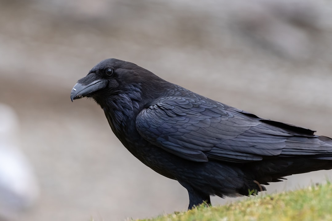 The Sturdy Raven: Earth's Dark Guardian (Image Credits: Unsplash)