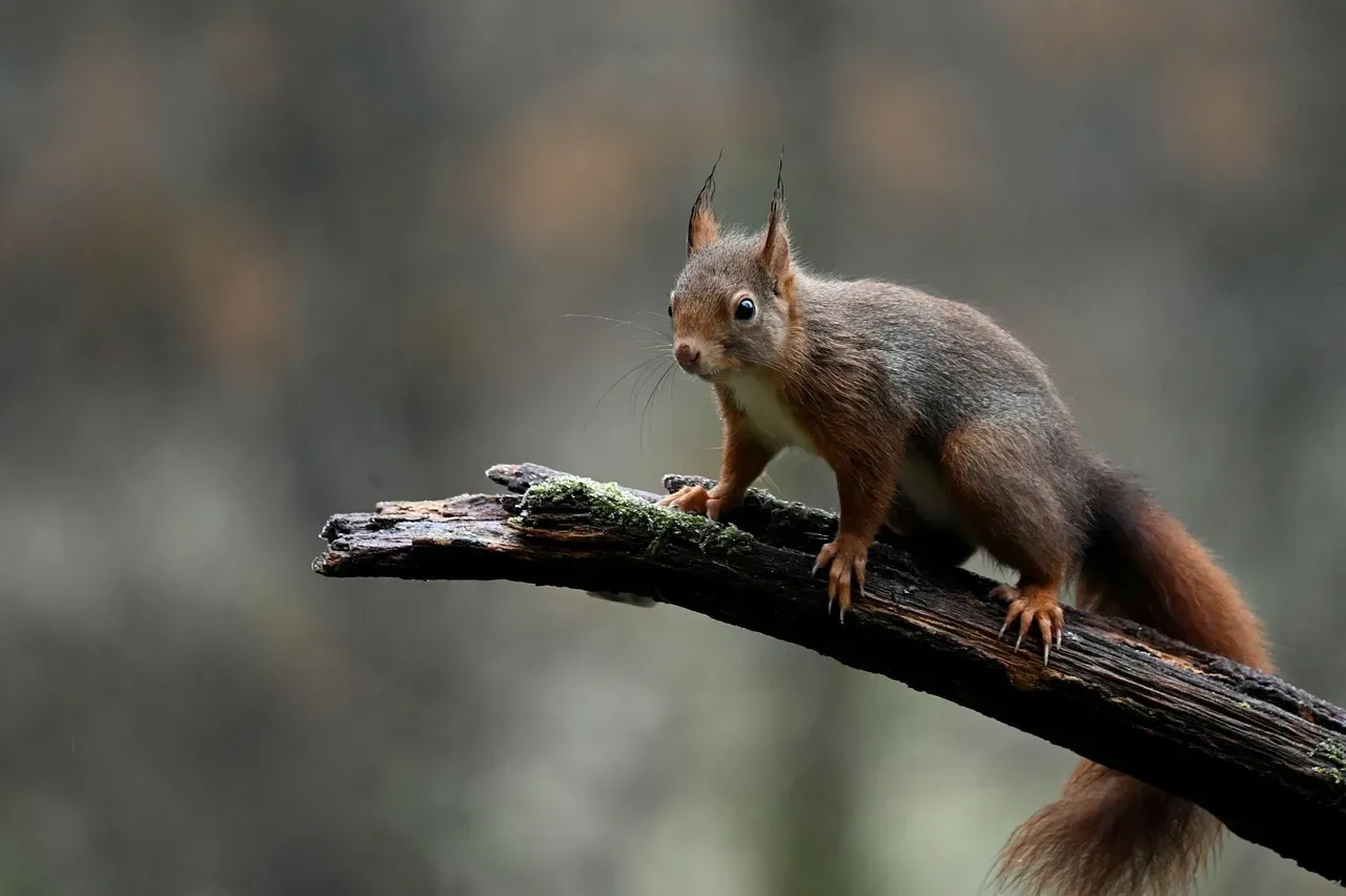 7. They Can Handle Falls From Heights That Would Seriously Injure You (Image Credits: Pixabay)