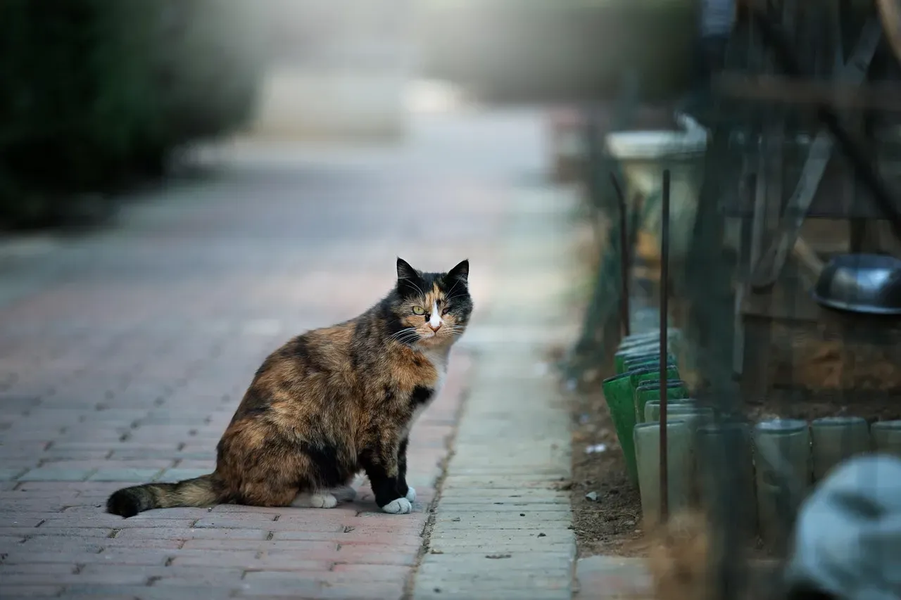 Signs the Cat Might Be Lost, Abandoned, or Truly Feral (Image Credits: Pixabay)