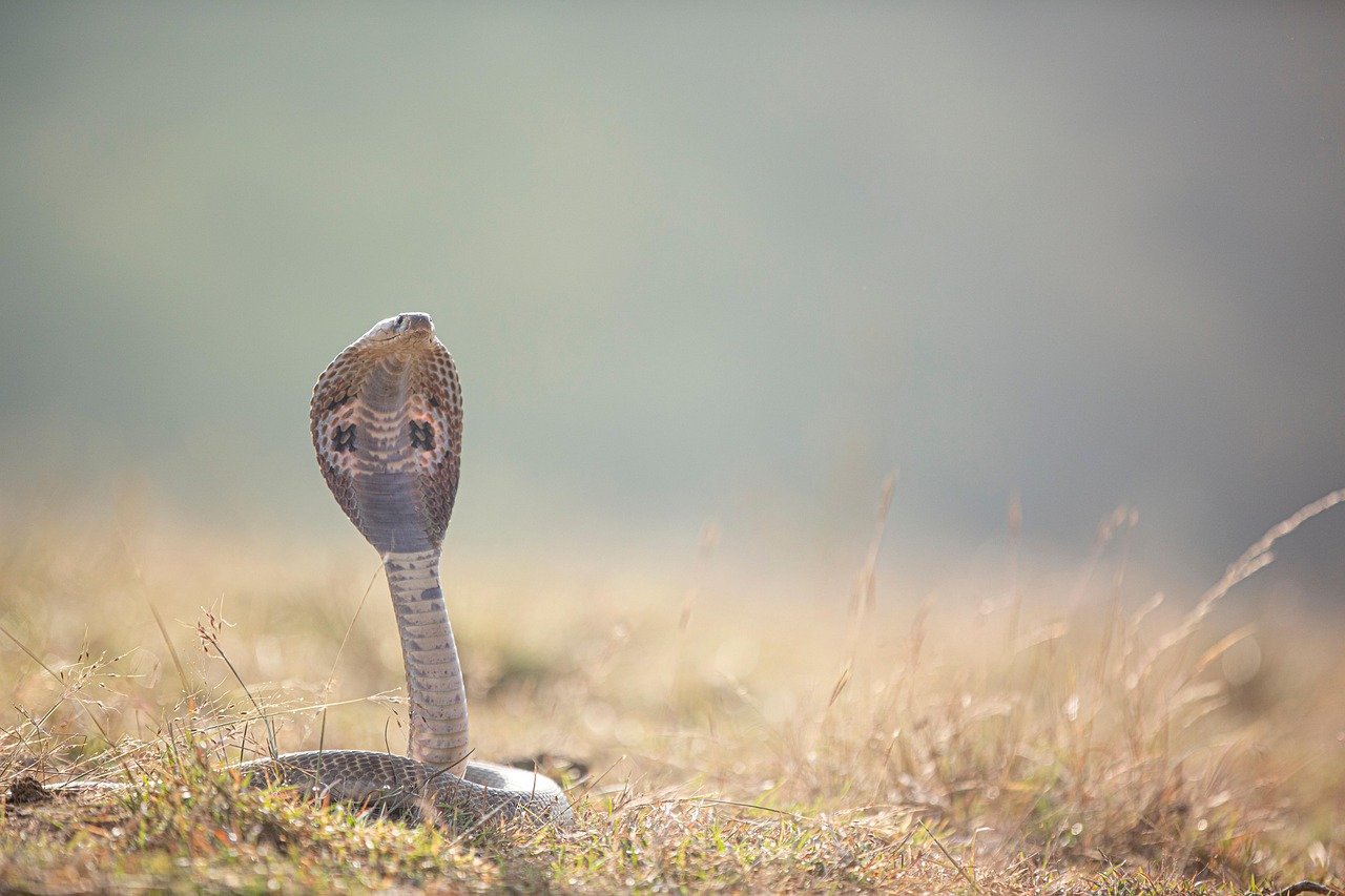 Scorpio Rising: The Transformative Snake (Image Credits: Pixabay)