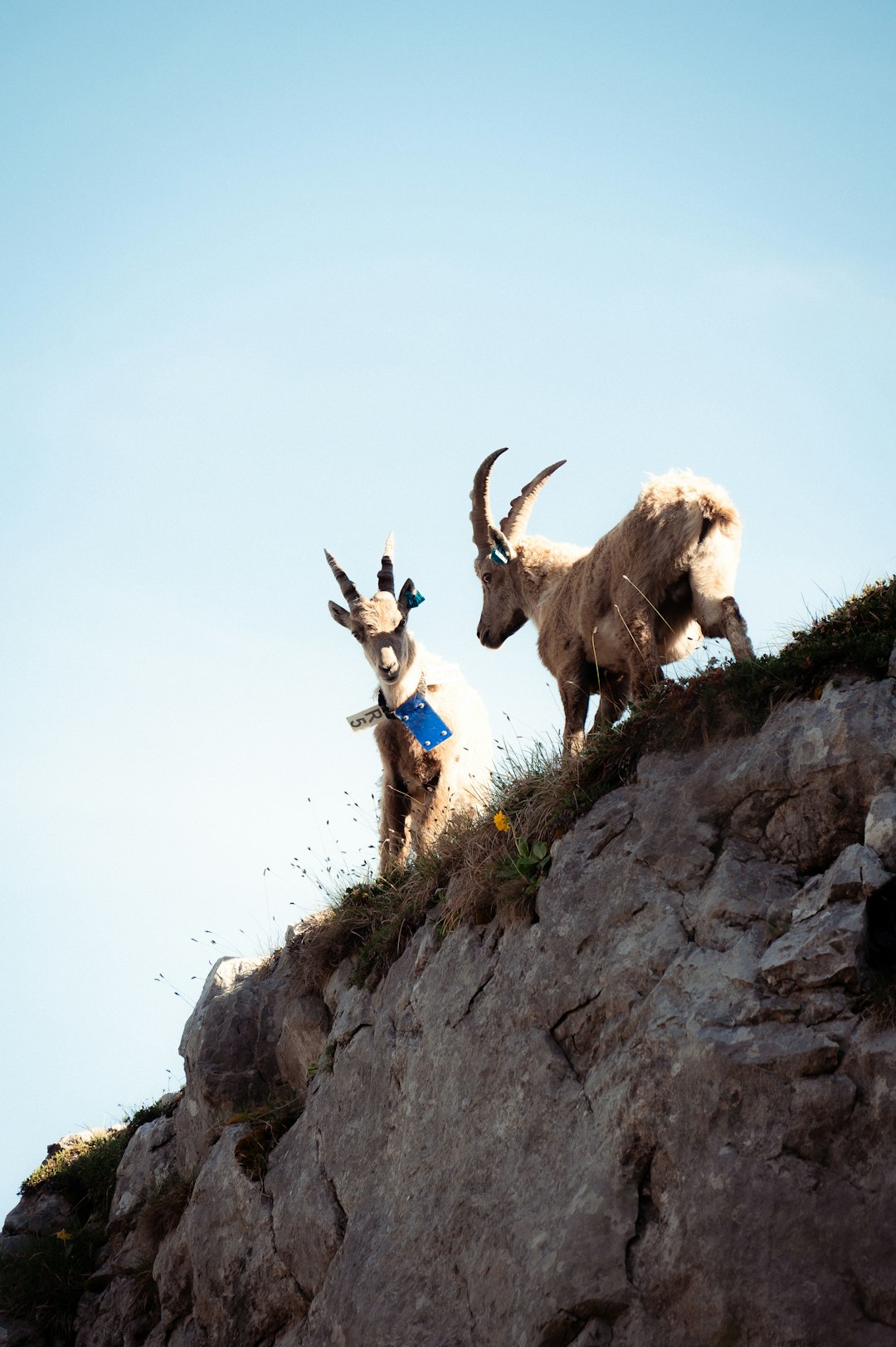 Capricorn: The Mountain Goat, the Ibex, and the Long Climb (Image Credits: Unsplash)