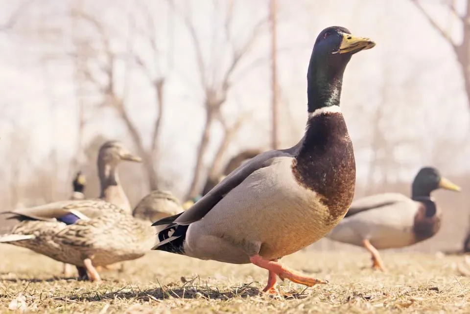 The Surprising Reasons Ducks Wag Their Tails (Image Credits: Stocksnap)