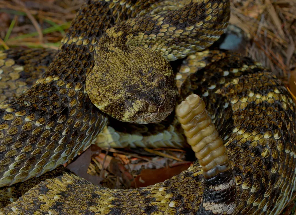 12. Western Rattlesnake Complex (Crotalus oreganus and Relatives) (2ndPeter, Flickr, CC BY 2.0)