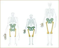 #10 - The Sacroiliac Joint Shows Wear It Was Never Built For (The Complete World of Human Evolution ISBN 978-0500051320, Public domain)