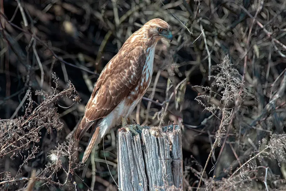 12. You Can Learn To Spot “Your” Red-Tails And Follow Their Stories (Image Credits: Pexels)