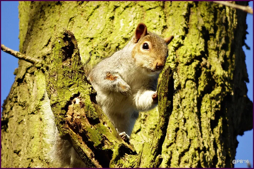 The Surprising Inner Lives of Birds, Mammals, and Primates (Many thanks for all your likes and comments. Great, Flickr, CC BY 2.0)