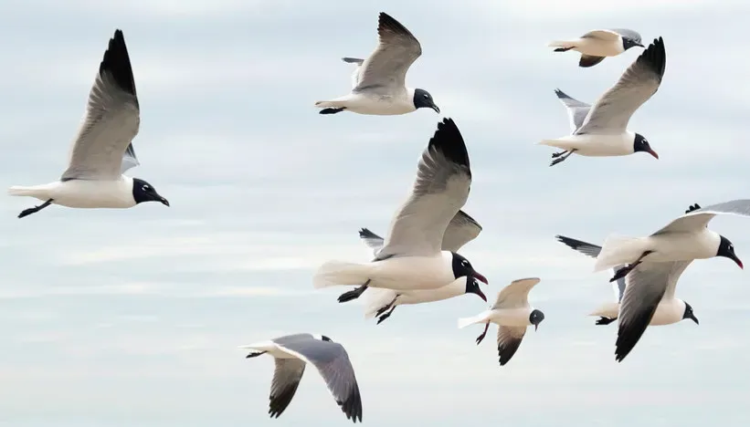 What This Means For Quantum Biology And Human Technology (Image Credits: Flickr)