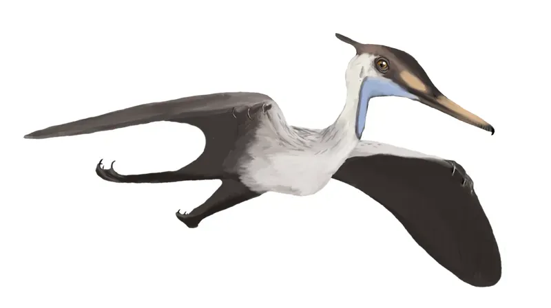 Powerful Flight Muscles Anchored to a Robust Shoulder Girdle (By Matthew Martyniuk, CC BY-SA 4.0)