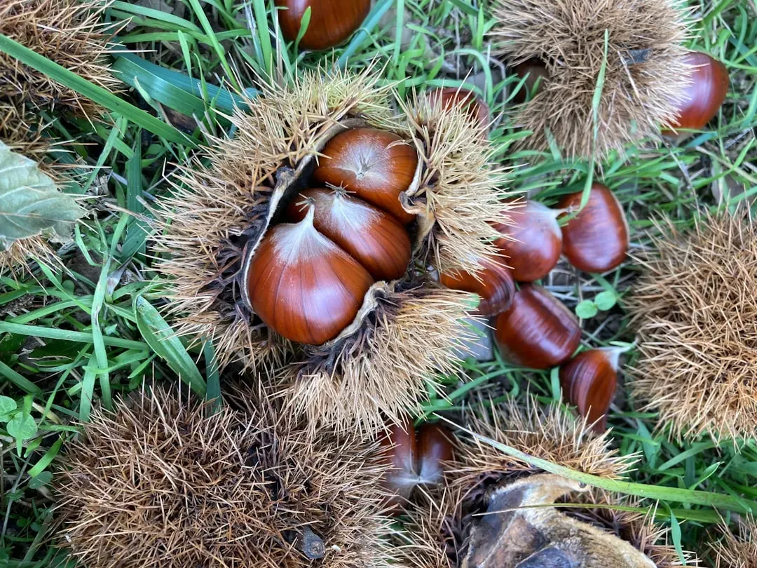 5. American Chinkapin (Castanea pumila) – The Little Chestnut With a Big Story (Image Credits: Unsplash)