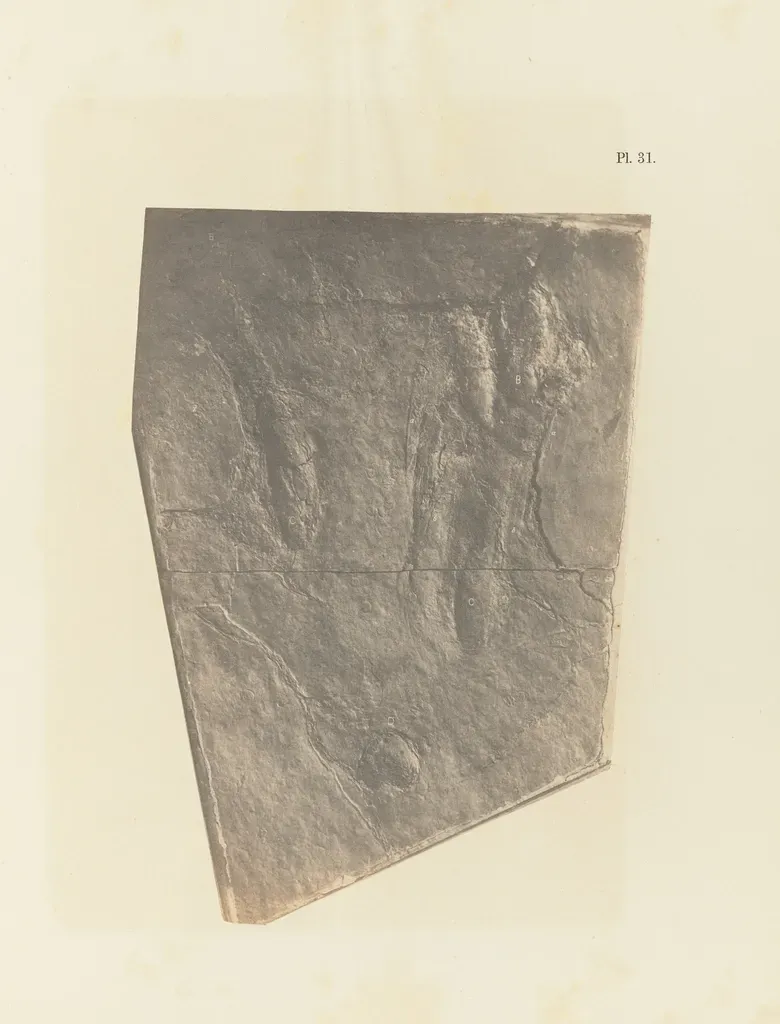 Texas in a Global Dinosaur Story (Image Credits: Rawpixel)