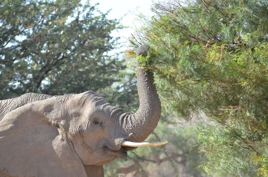 Why Long-Distance Voice Recognition Matters in the Wild (Image Credits: Pexels)
