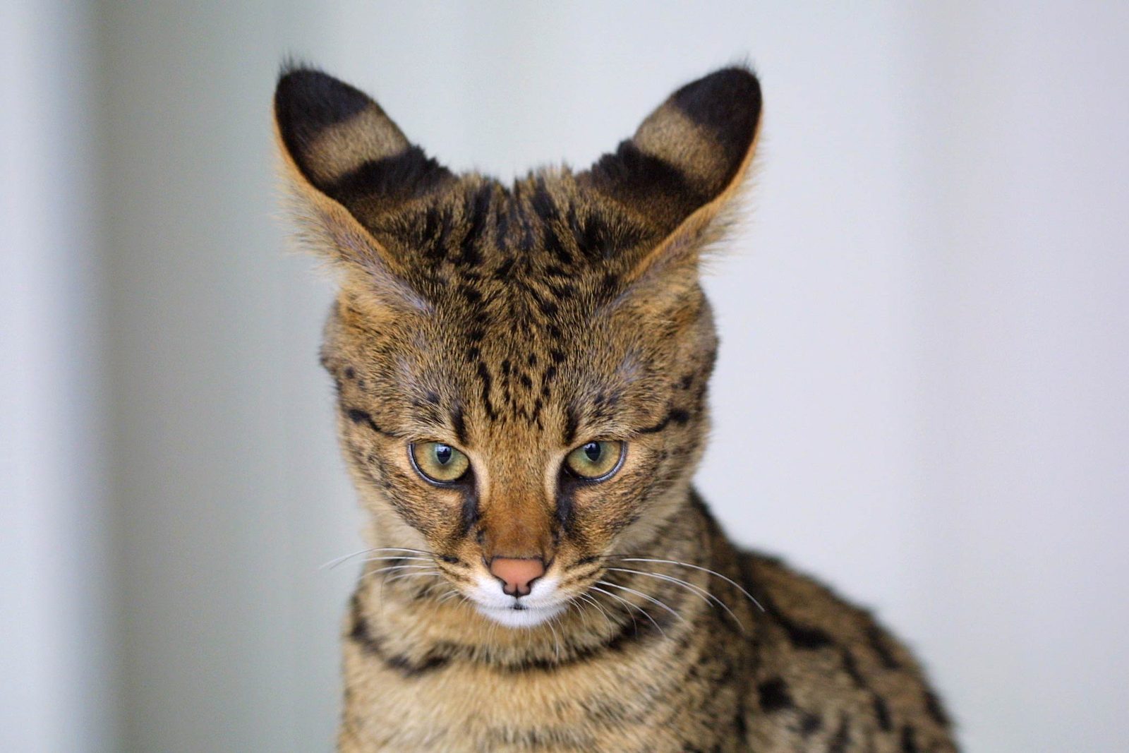 7. Savannah Cat (Early Generations): The Controversial Hybrid (Image Credits: Wikimedia)