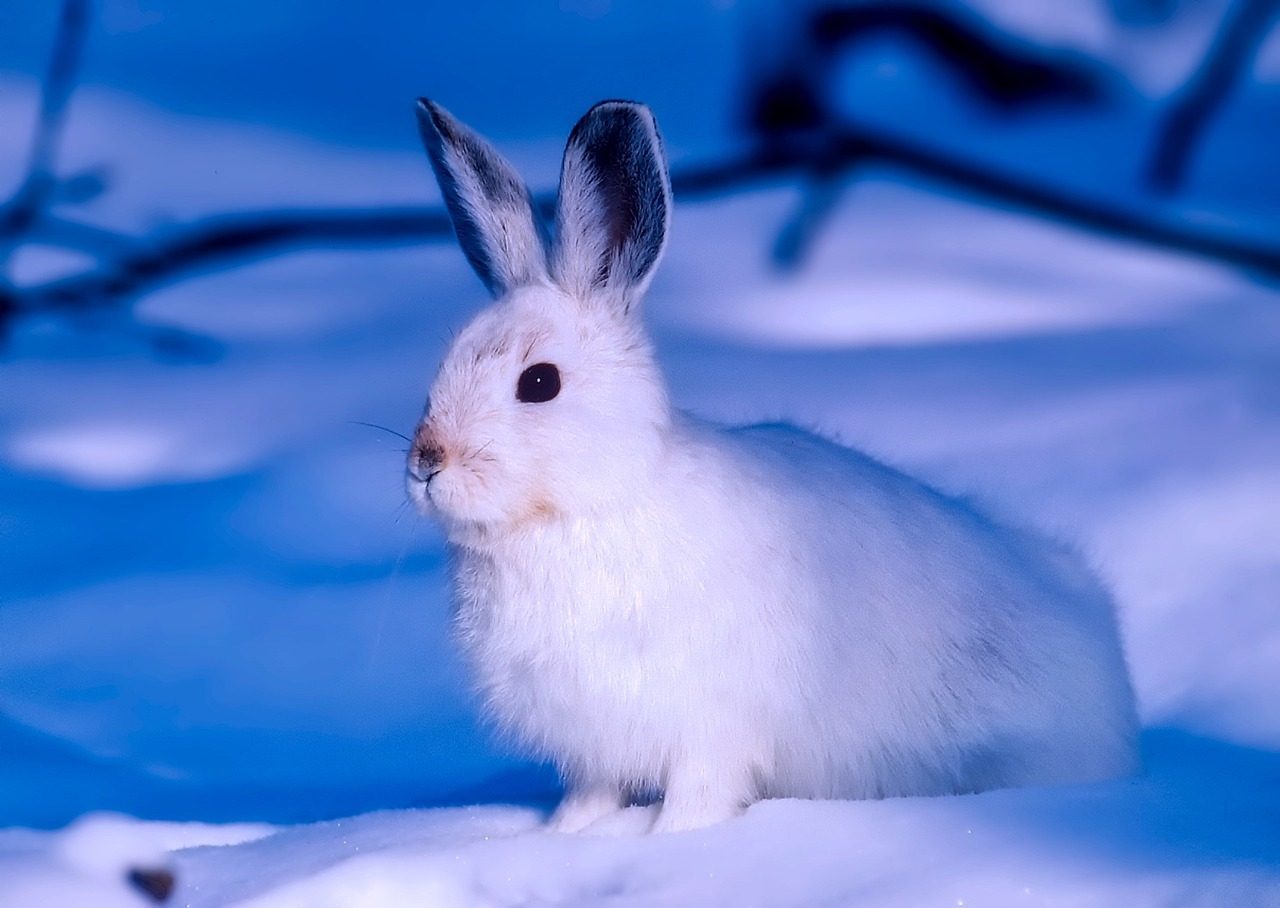 Arctic Hare: The Seasonal Quick-Change Artist (Image Credits: Pixabay)