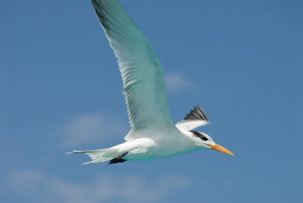 Smell as a Subtle, Powerful Compass (pmarkham, Flickr, CC BY-SA 2.0)