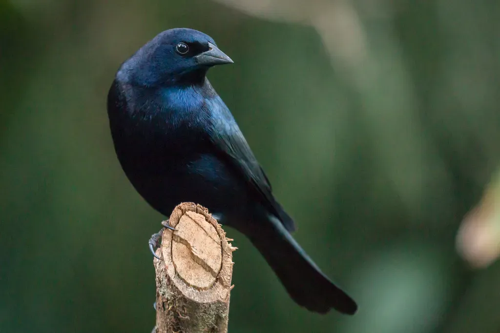 7. Shiny Cowbird – The Super Generalist of South America (timsackton, Flickr, CC BY-SA 2.0)