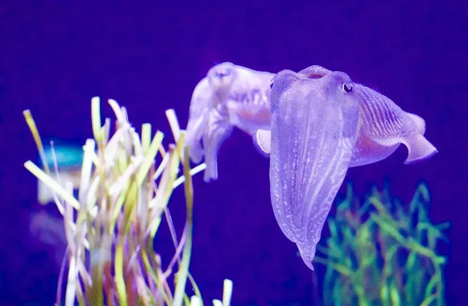 Cuttlefish Wave Their Arms in Expressive Patterns (Image Credits: Pexels)