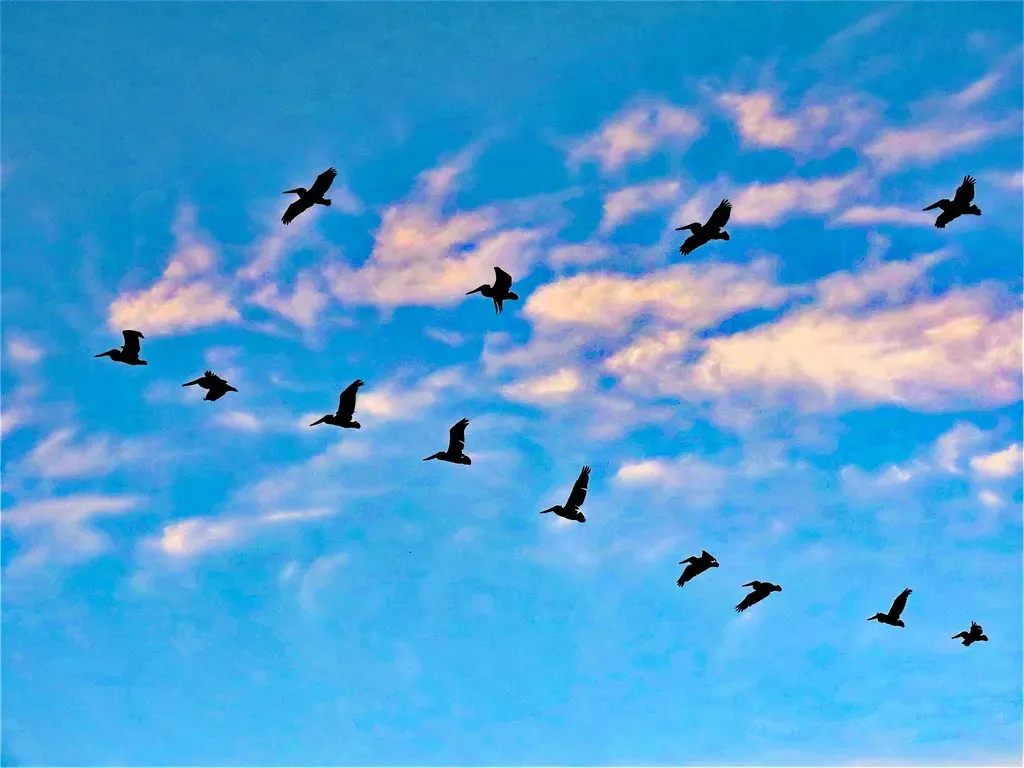 9. The Cryptic Collective Movements of Fish Schools and Bird Flocks (John William Hammond, Flickr, CC BY-SA 2.0)