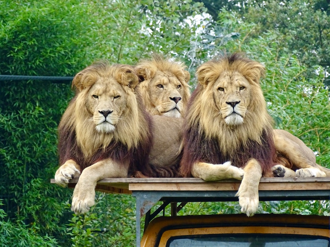 Fire Signs in the Wild: Aries, Leo, Sagittarius (Image Credits: Unsplash)