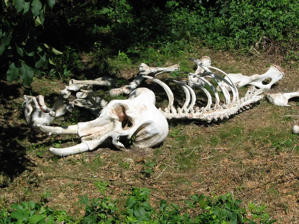 Is This Grief, Ritual, or Something We Do Not Have Words For Yet? (sadiehart, Flickr, CC BY 2.0)