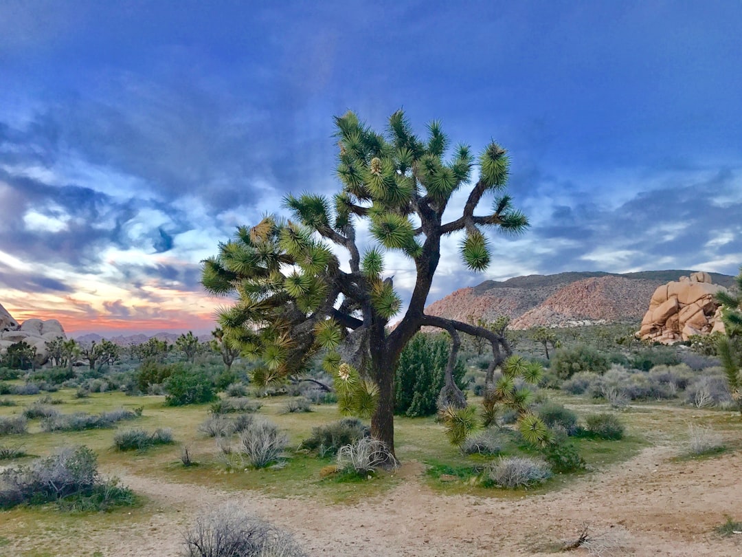 Joshua Tree National Park, California (Image Credits: Unsplash)