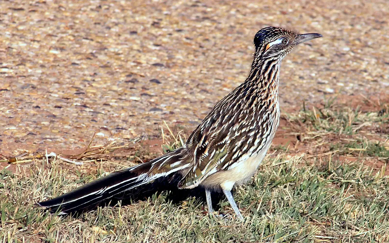 3. Roadrunners: High-Speed Hunters with Solar-Powered Warm-Ups (By drumguy8800 (xvisionx.com), CC BY-SA 3.0)
