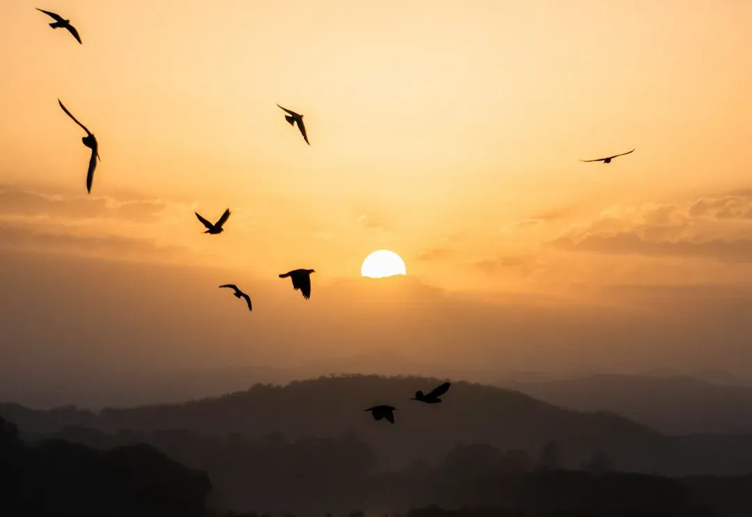 Light, Eyes, And The Quantum Compass Hypothesis (Image Credits: Unsplash)