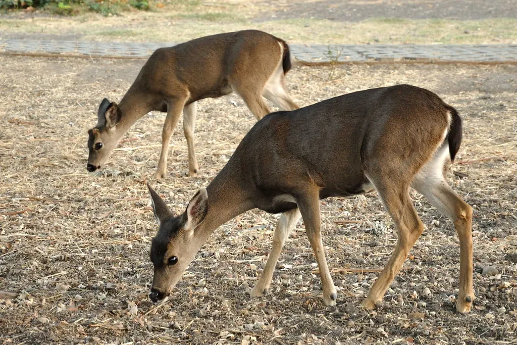 Cows and Deer: Quiet Grazers Lined Up With the Invisible Field (Image Credits: Flickr)