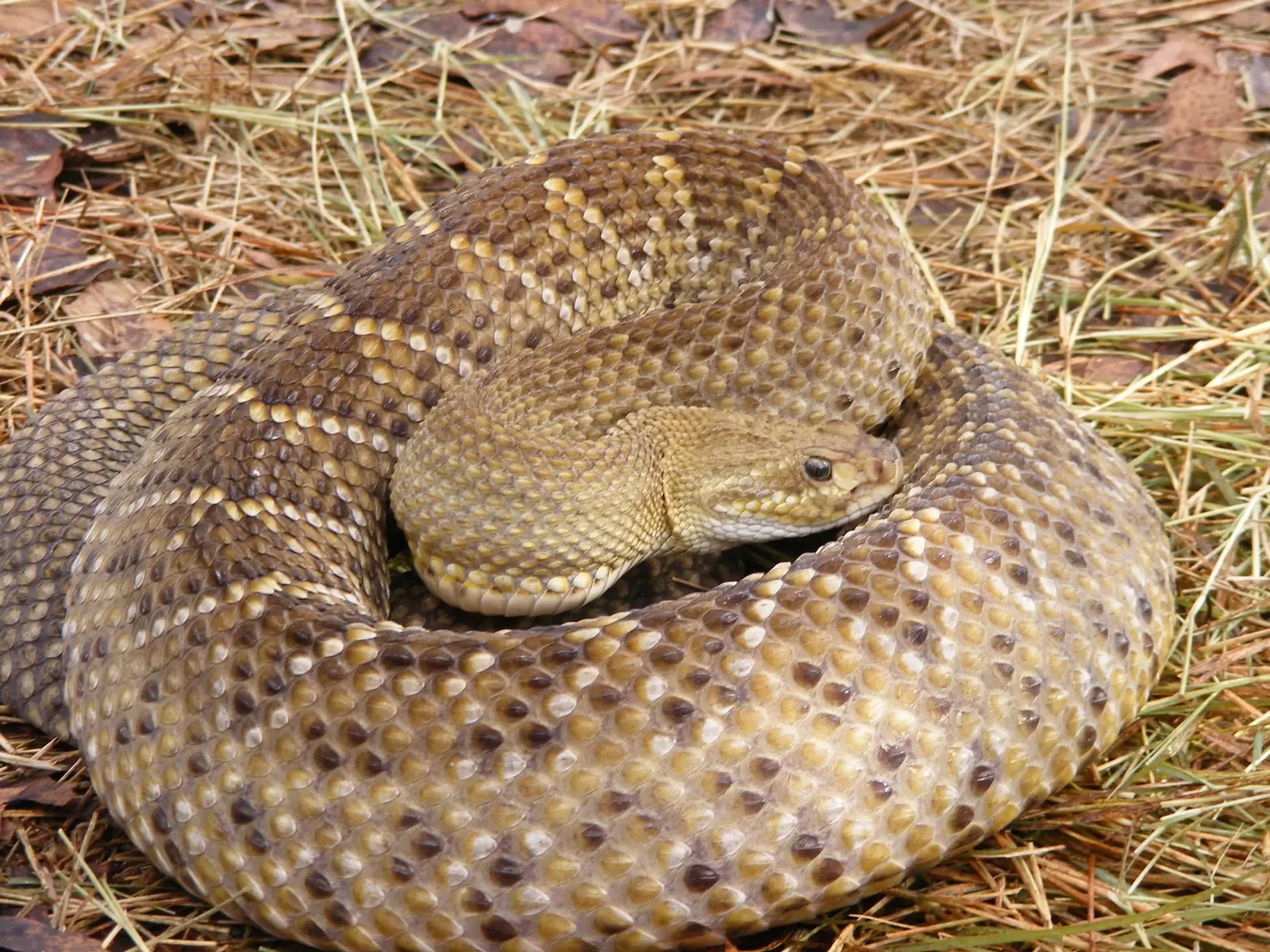 15. Mexican West Coast Rattlesnake (Crotalus basiliscus) in Northern Range (By snakecollector, CC BY 2.0)