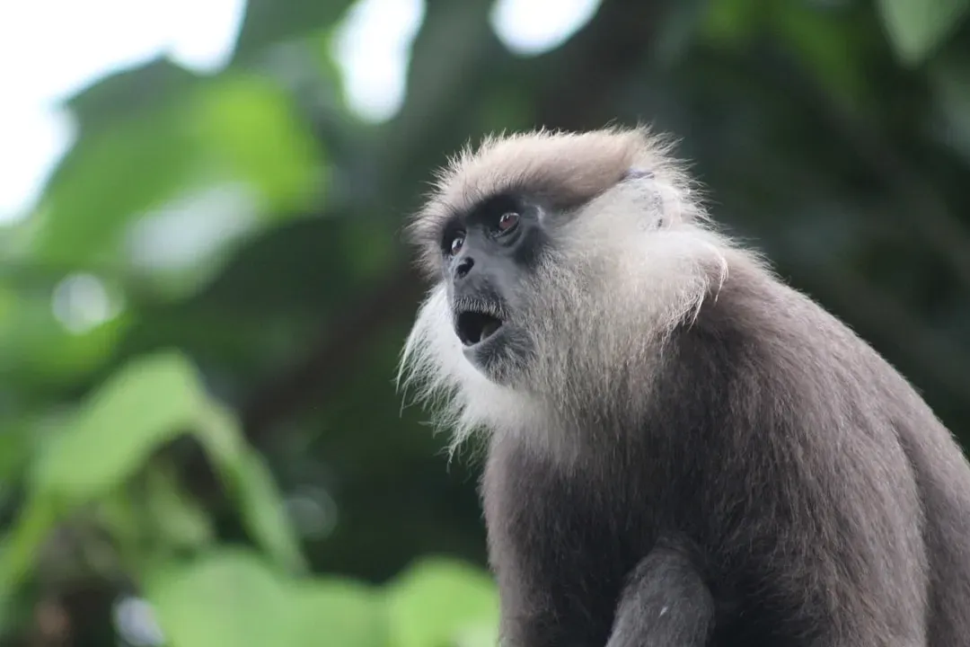 Kipunji – The Rare Monkey Hiding in the Tanzanian Mist (Image Credits: Unsplash)