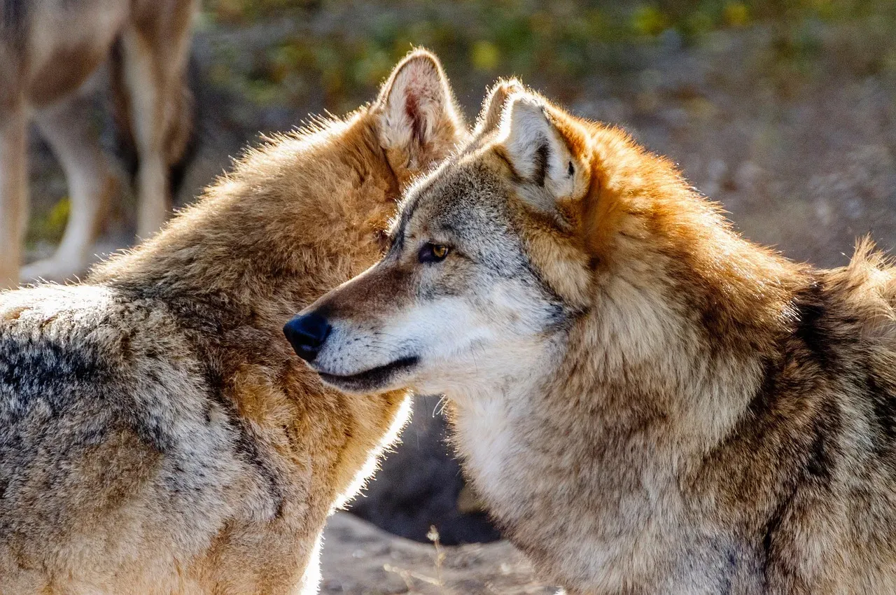 What Wolves Can Teach You About Power And Peace (Image Credits: Pixabay)