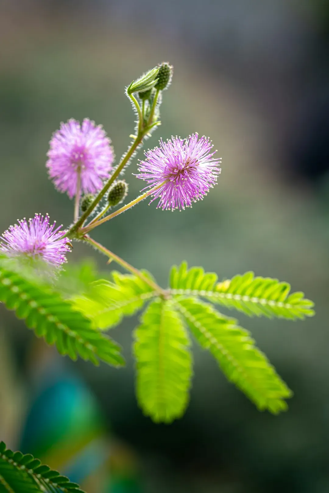 The Sensitive Plant: Moving Fast in a Slow World (Image Credits: Unsplash)