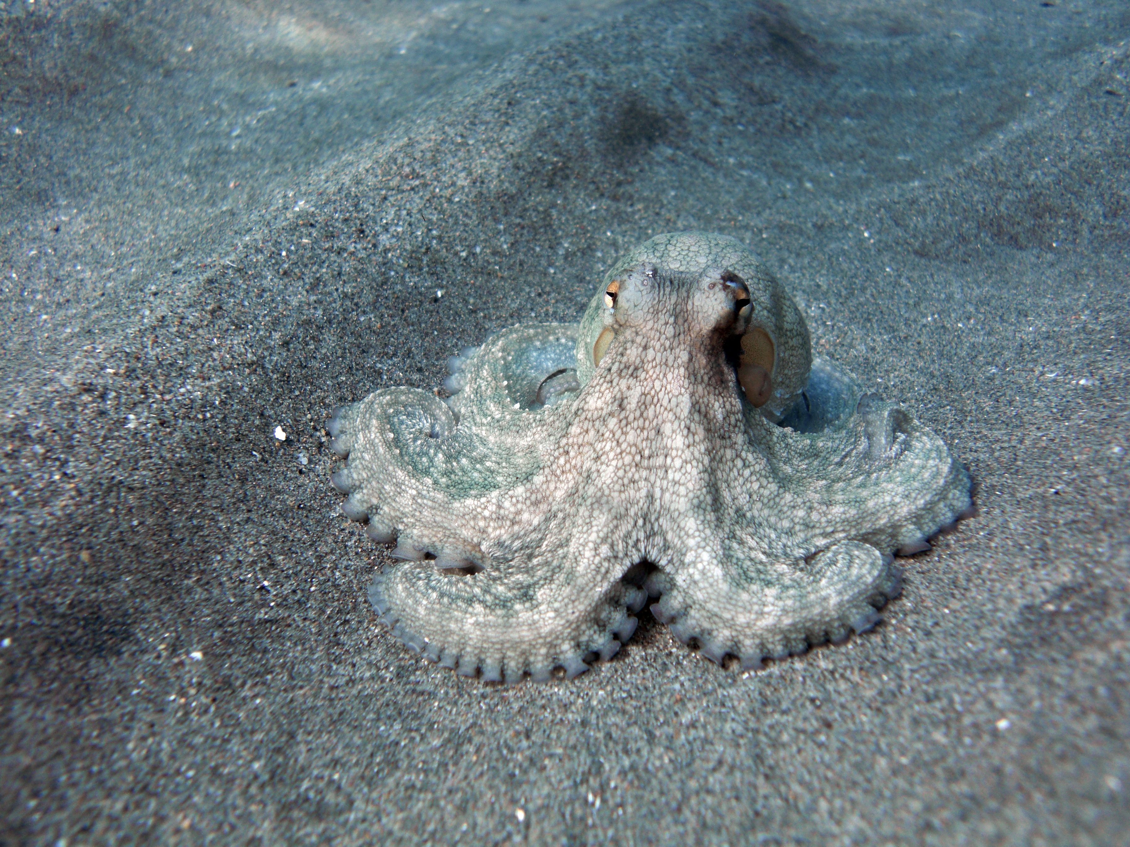 Cancer (June 21 - July 22): The Octopus (Image Credits: Wikimedia)