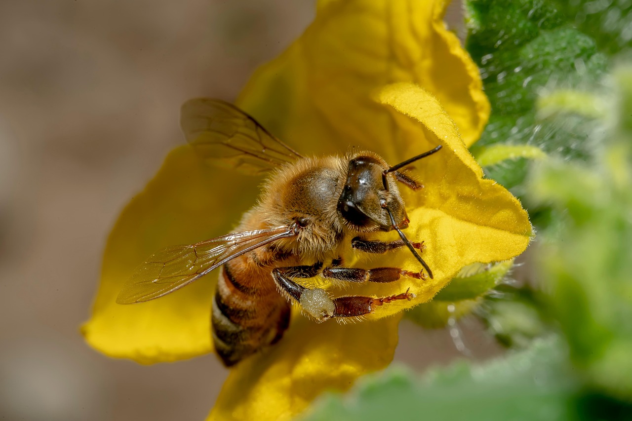 Cancer: The Nurturing Honeybee (Image Credits: Pixabay)