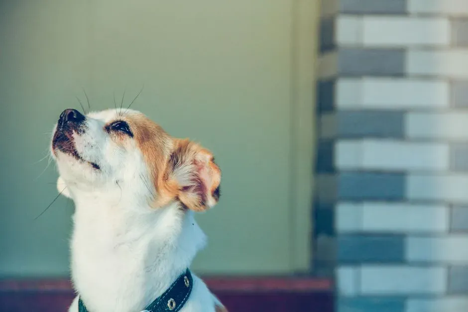 #20 - Pre-Earthquake Vibrations That Made Dogs Whine Days Before Disaster (Image Credits: Pexels)