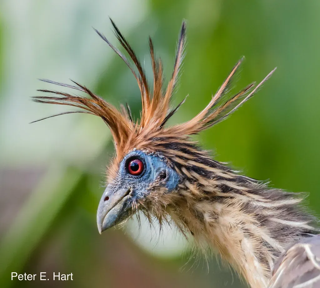 Why This Bird Smells Like a Barnyard (PEHart, Flickr, CC BY-SA 2.0)