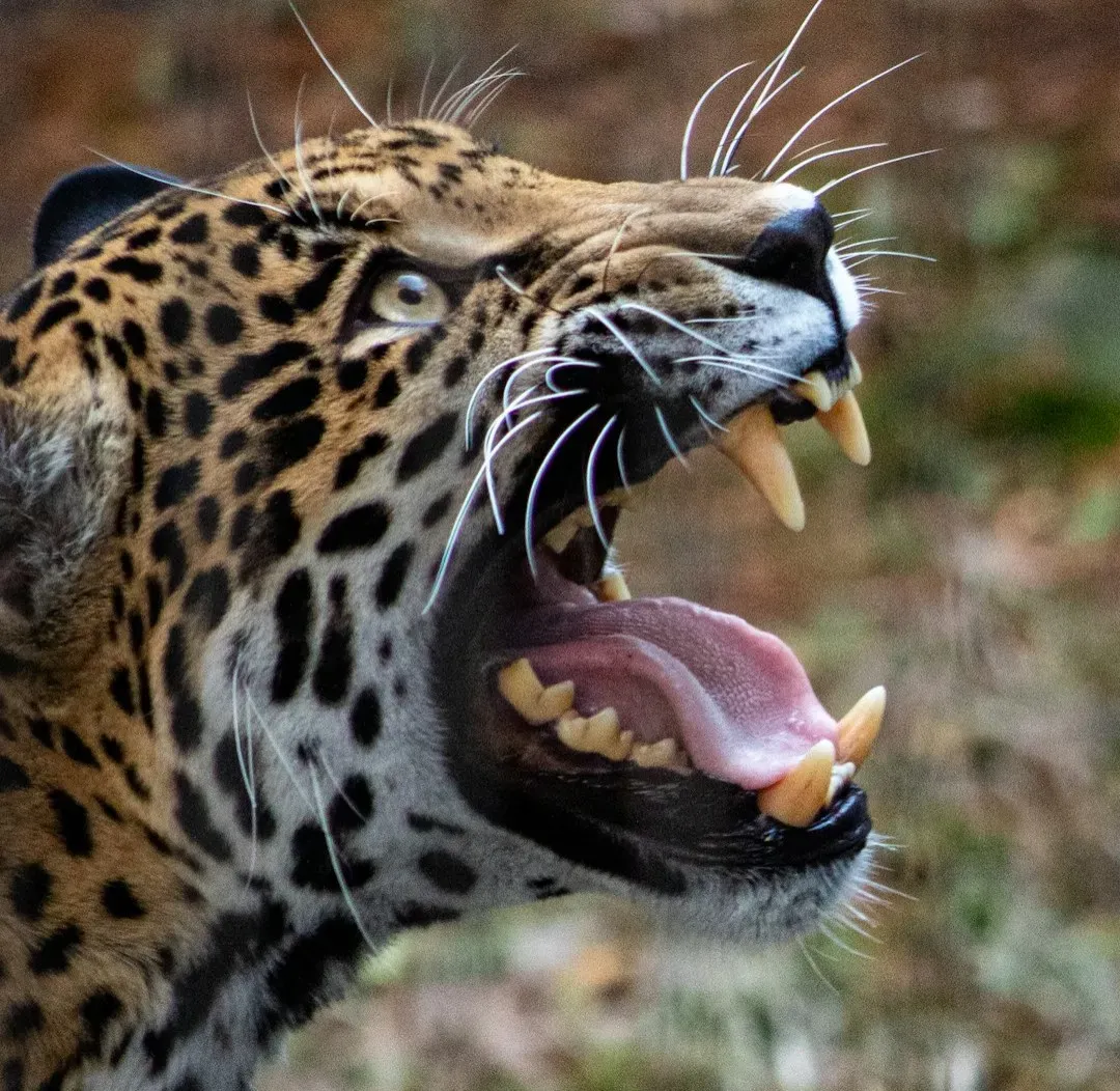 1. You are looking at the most powerful bite of any big cat (Image Credits: Unsplash)